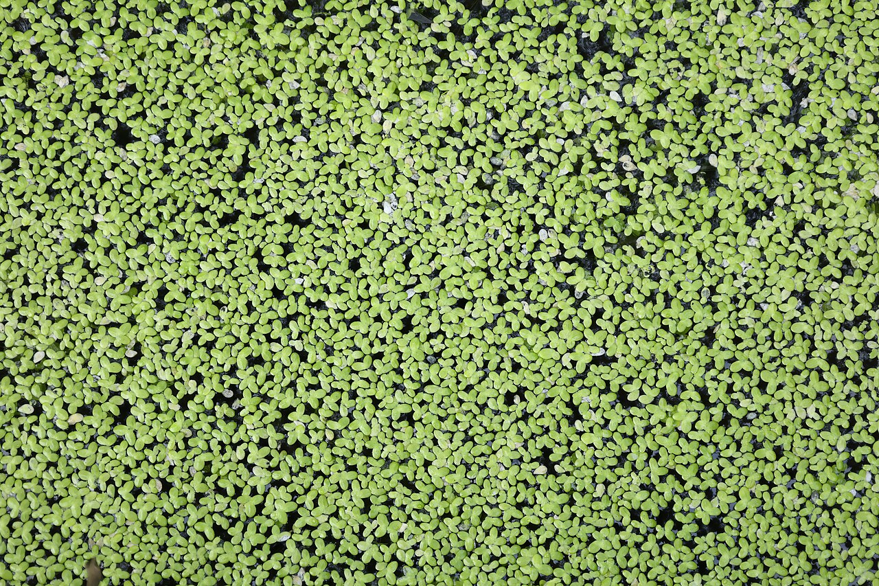 Common Duckweed image 3