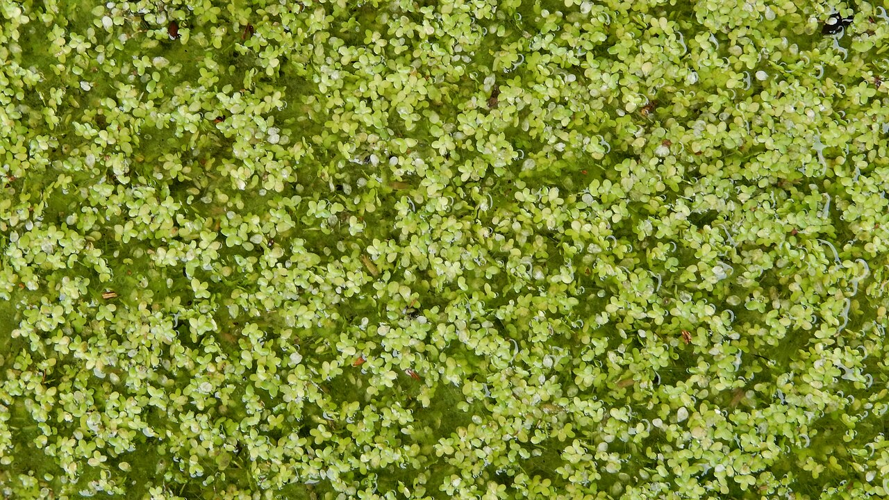 Common Duckweed image 5