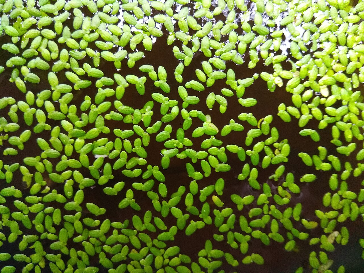 Common Duckweed image 7