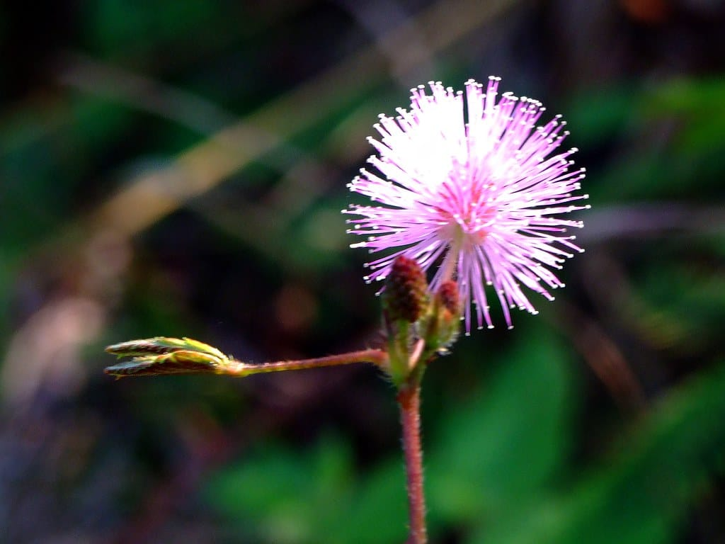 نبات حساس صورة 3