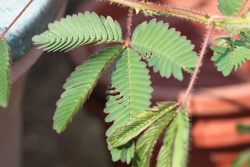 نبات حساس صورة 4