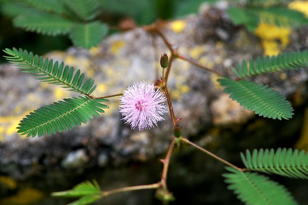 نبات حساس صورة 6