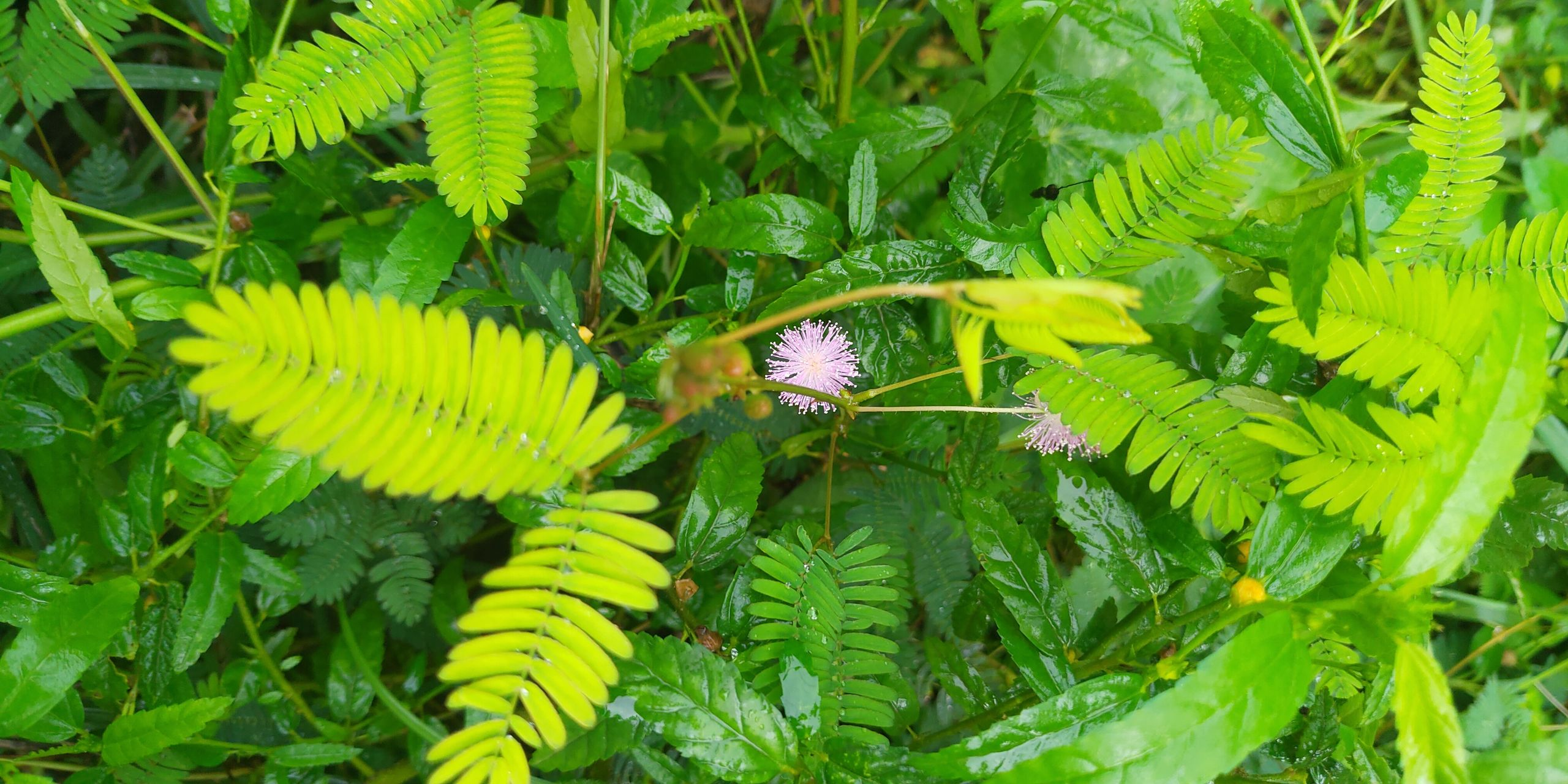 نبات حساس صورة 7