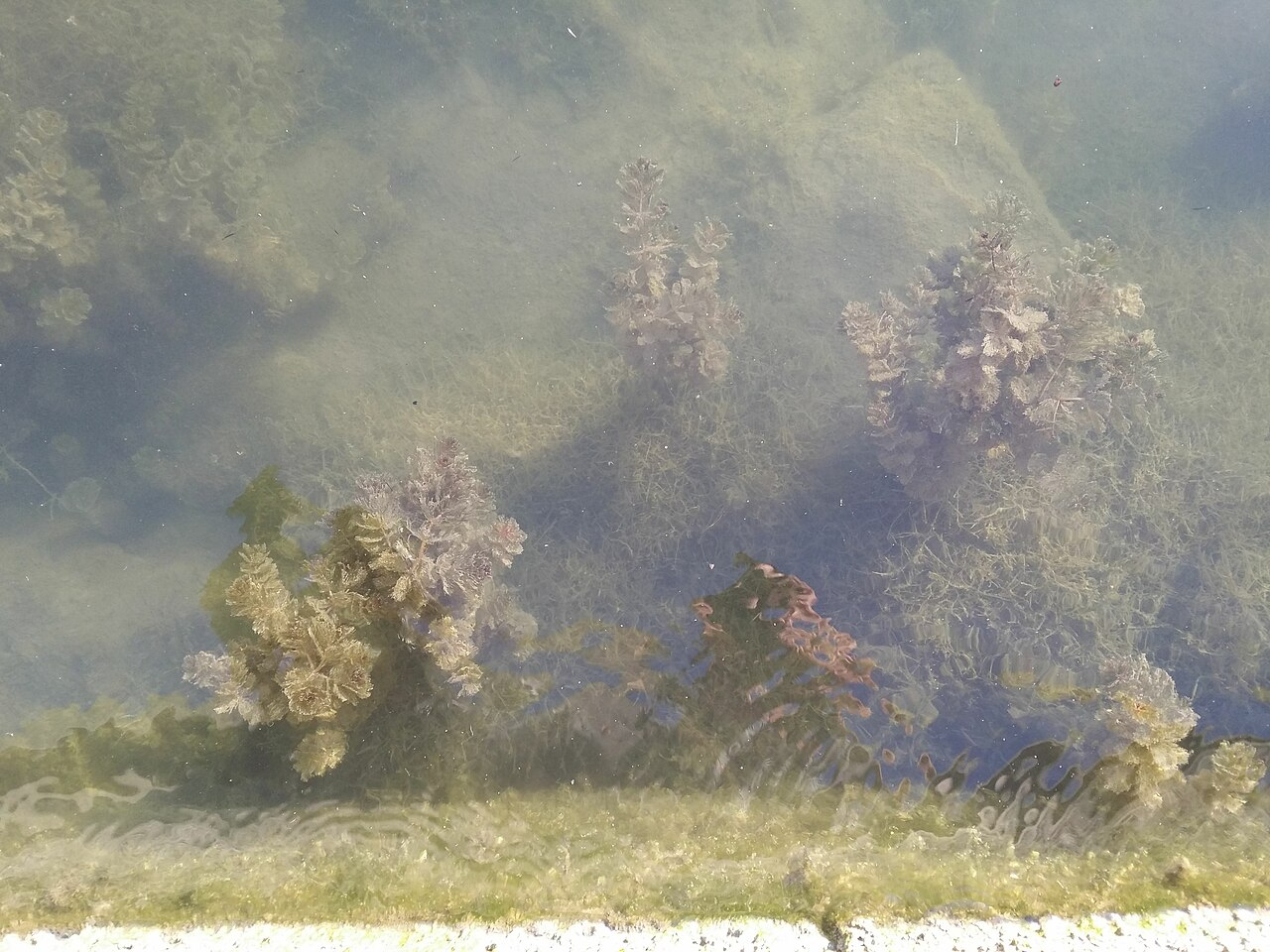 穗状狐尾藻 图片 7