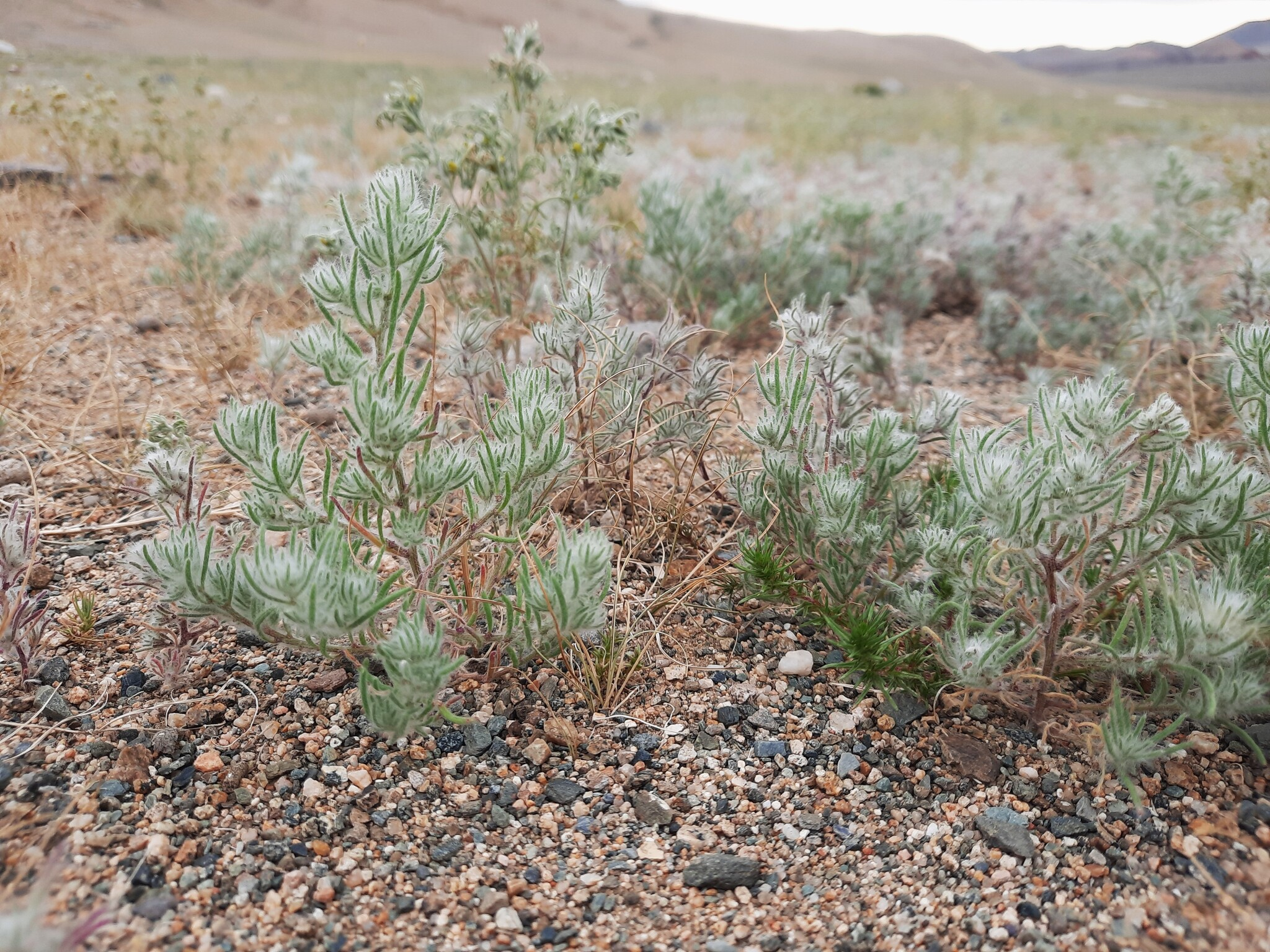 Hairy Bassia image 3