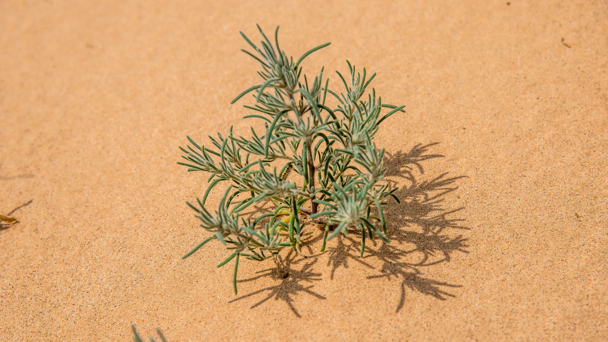 Hairy Bassia image 4