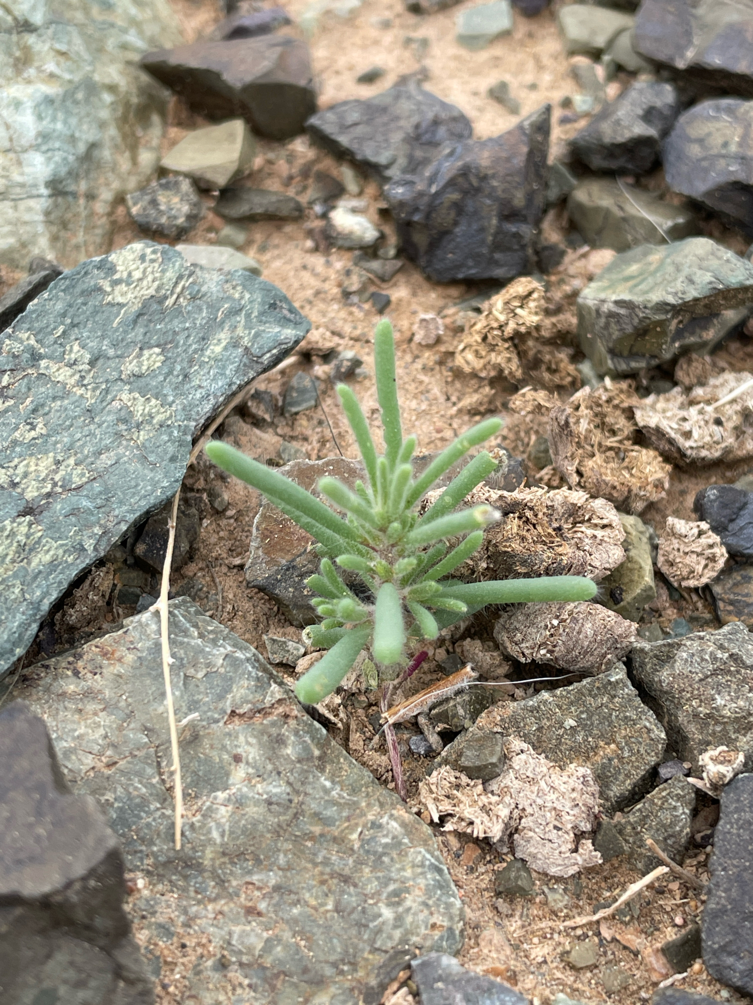 Hairy Bassia image 5