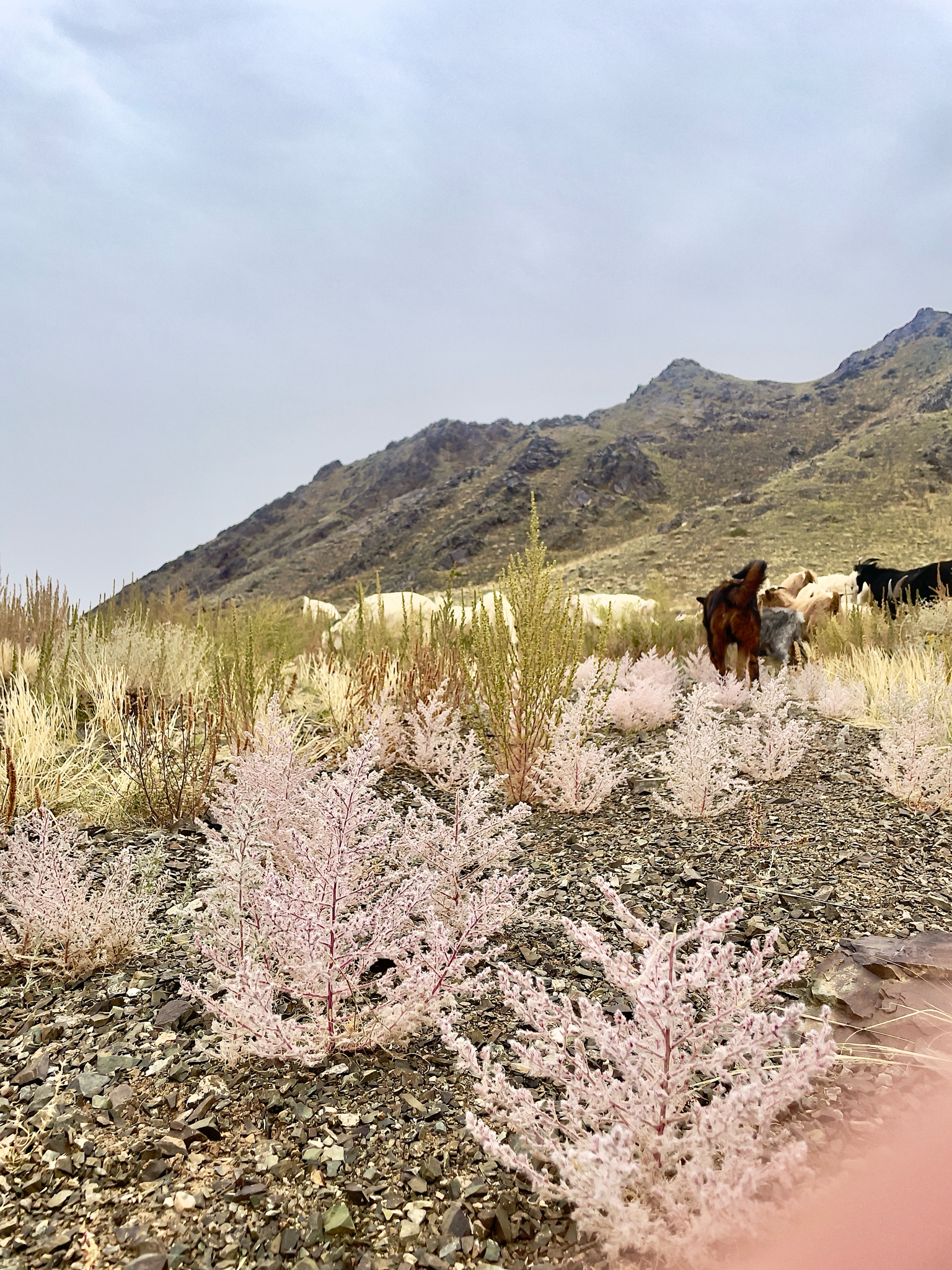 Hairy Bassia image 6