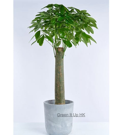 Para Ağacı gorsel 3