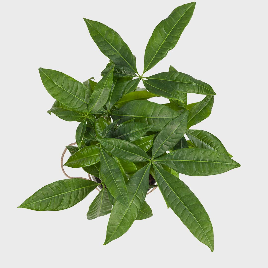 Para Ağacı gorsel 4