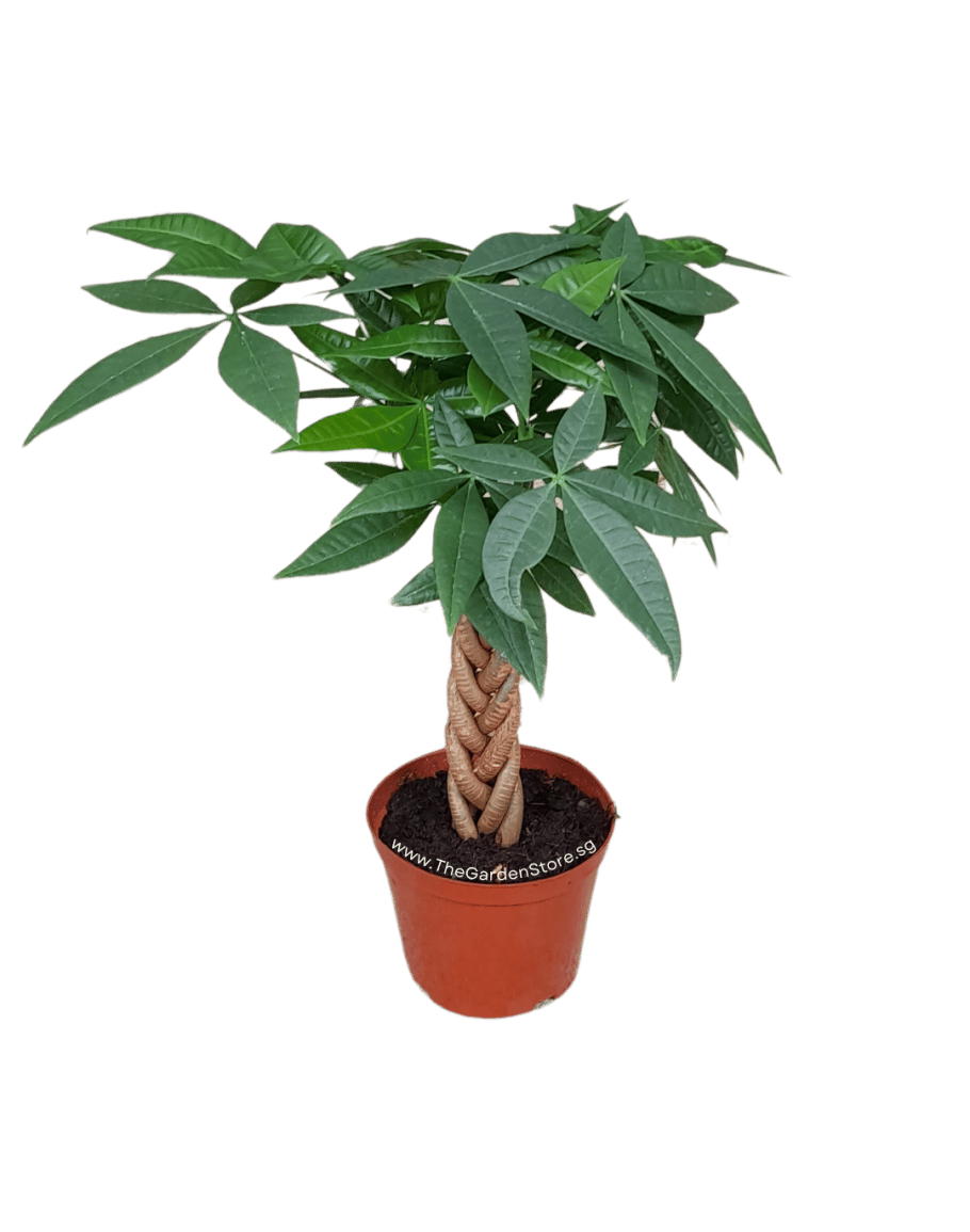 Para Ağacı gorsel 5