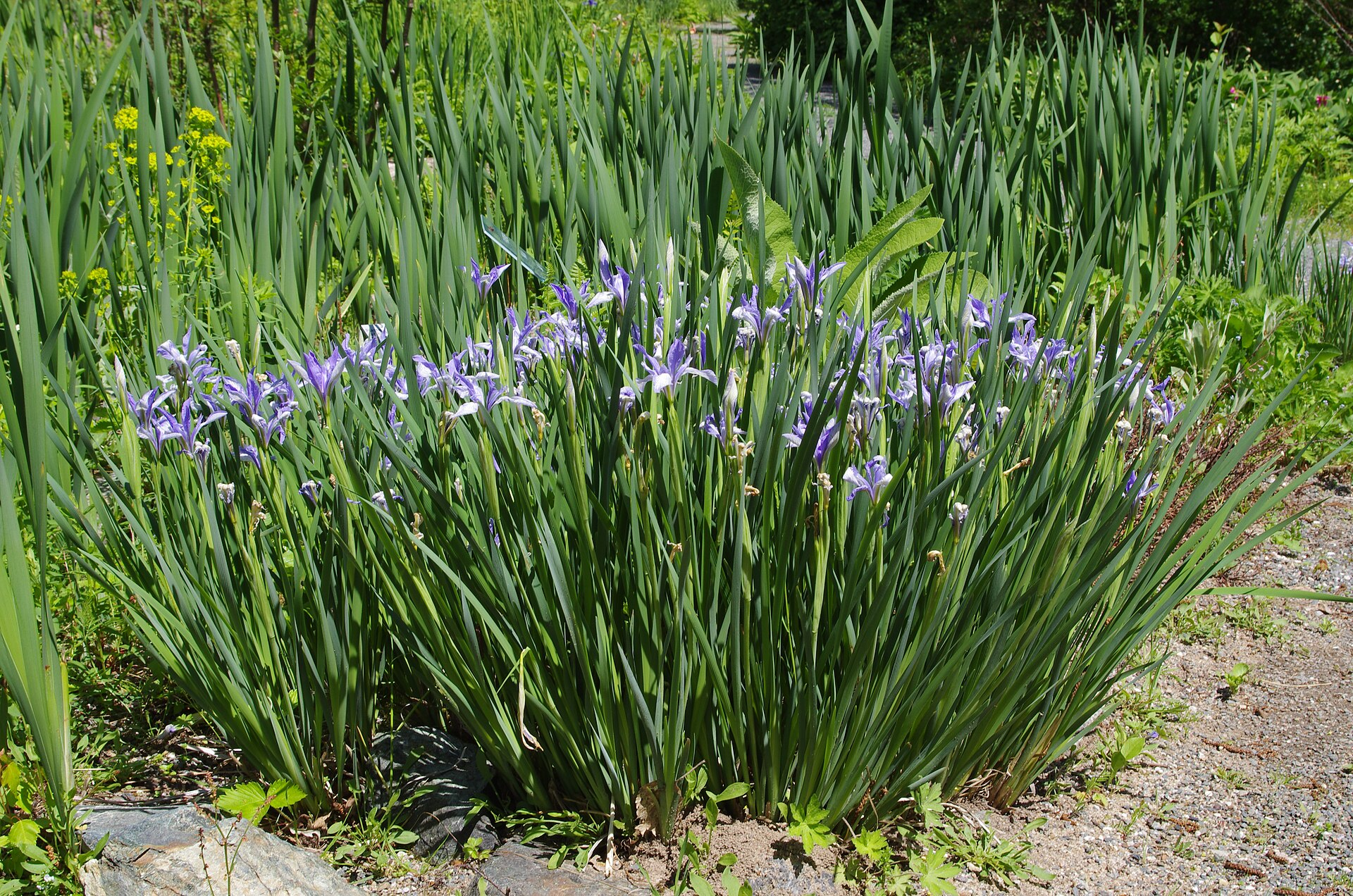 Milky Iris image 4