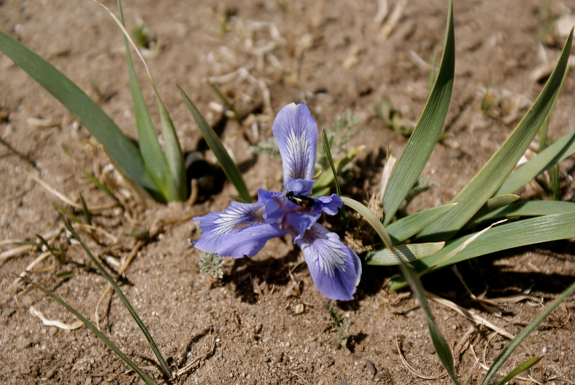 Milky Iris image 7