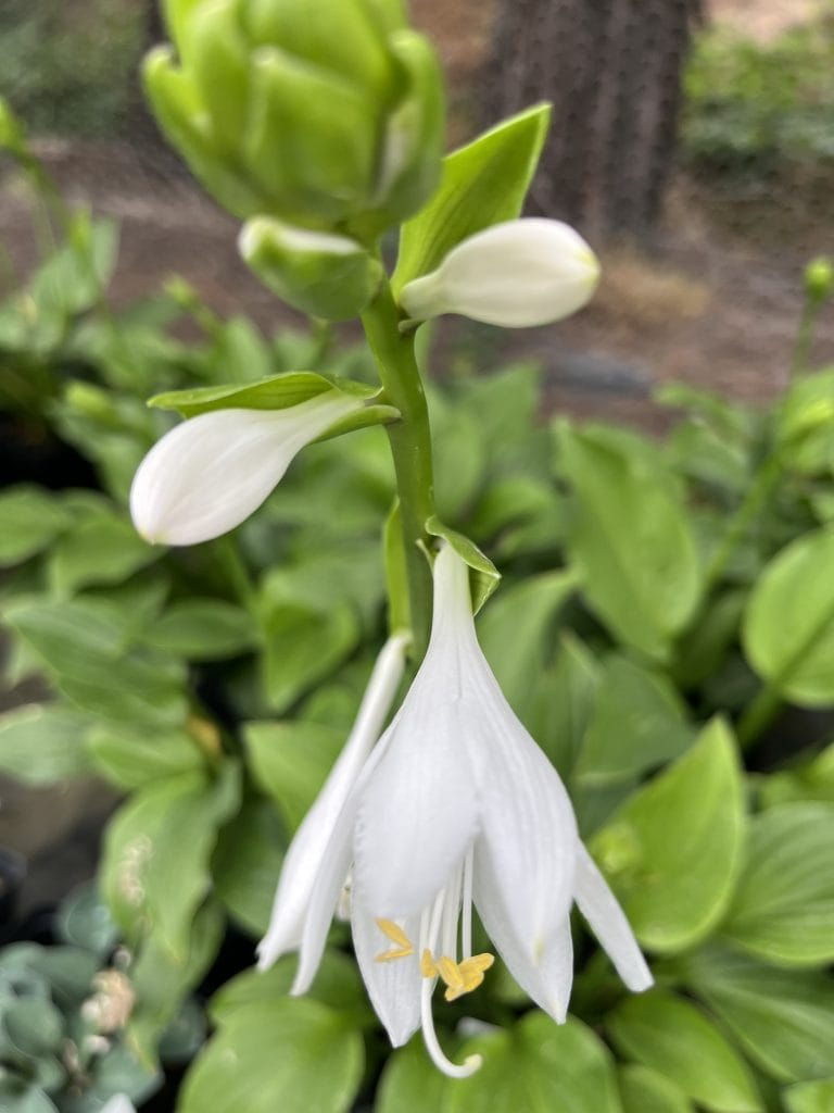 August Lily gorsel 2