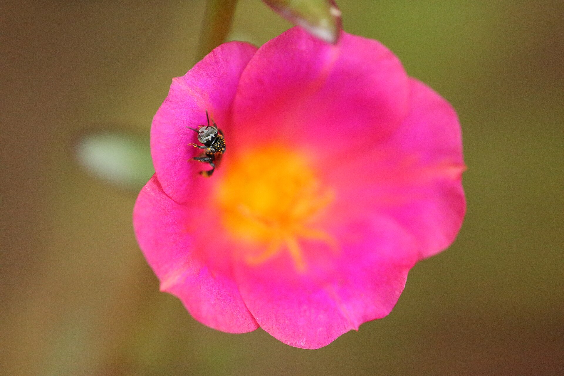 Wingpod Purslane image 4