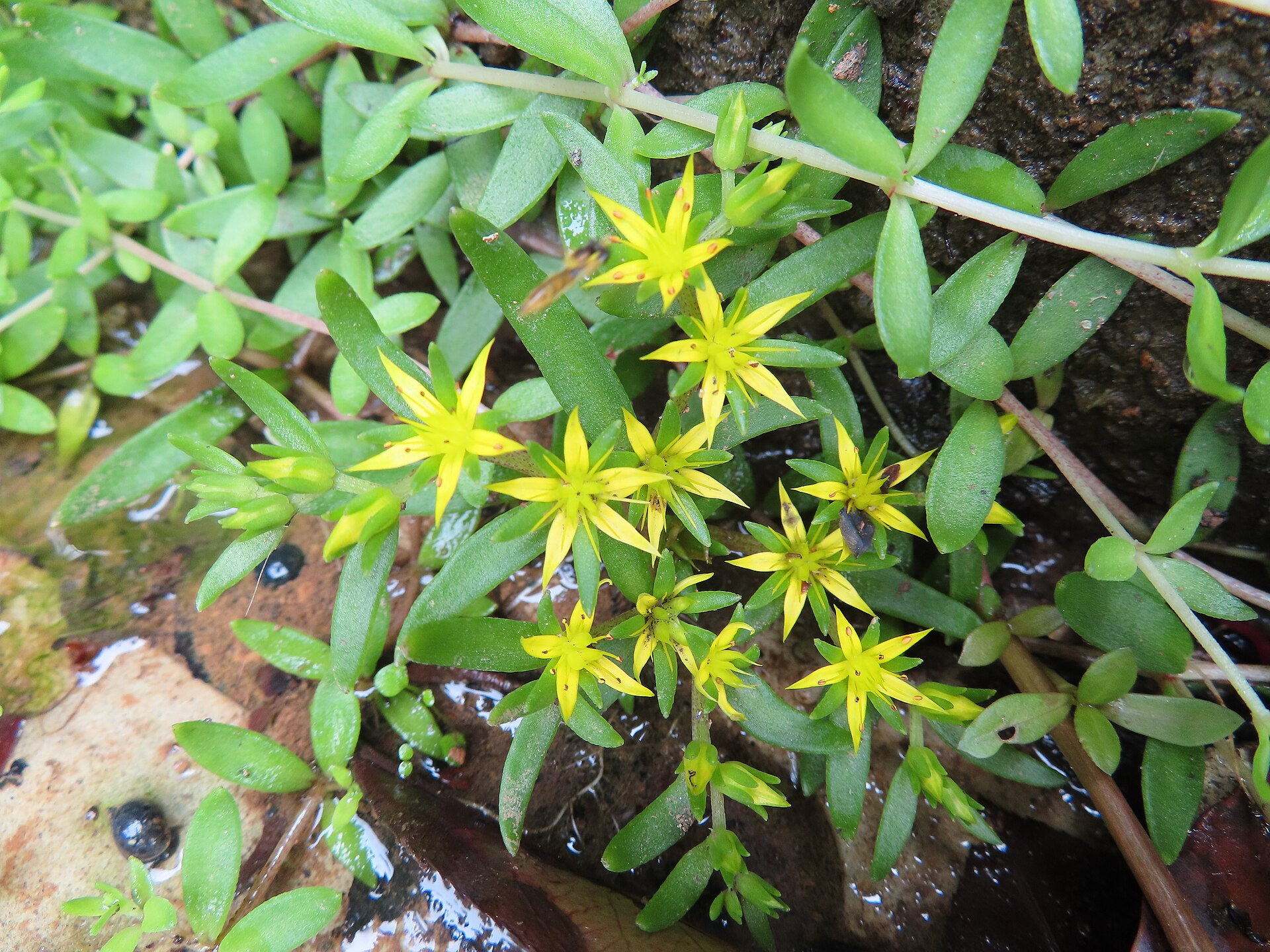 Stringy Stonecrop image 3