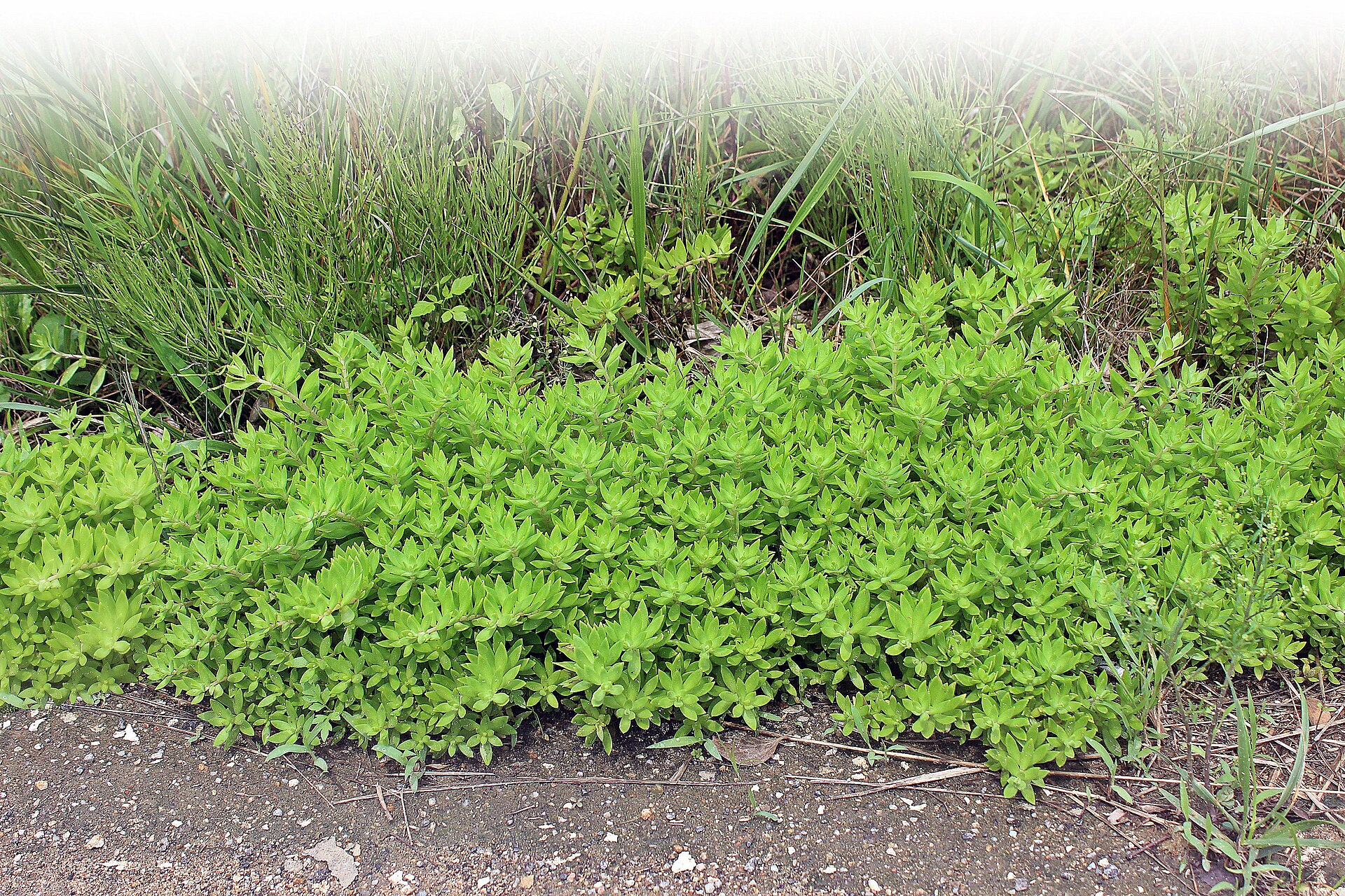 Stringy Stonecrop image 4