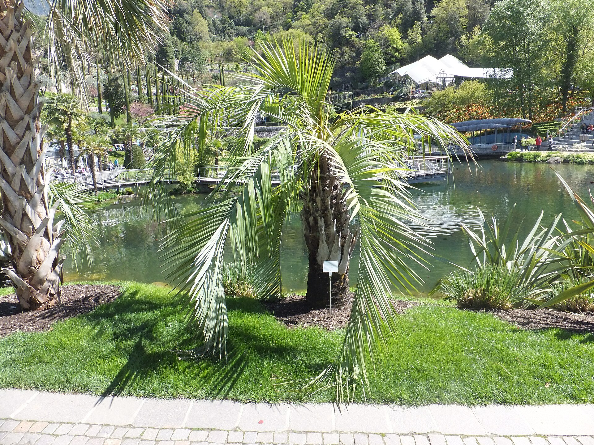 布迪椰子 图片 4