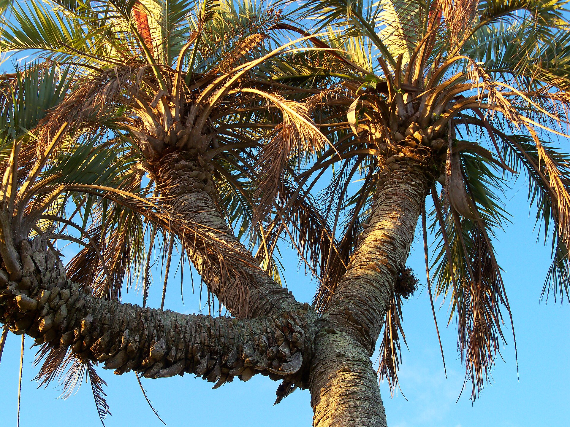 布迪椰子 图片 6