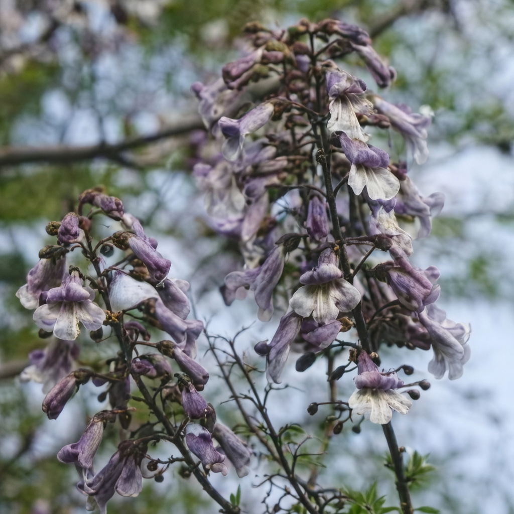 Fortune’s Empress Tree