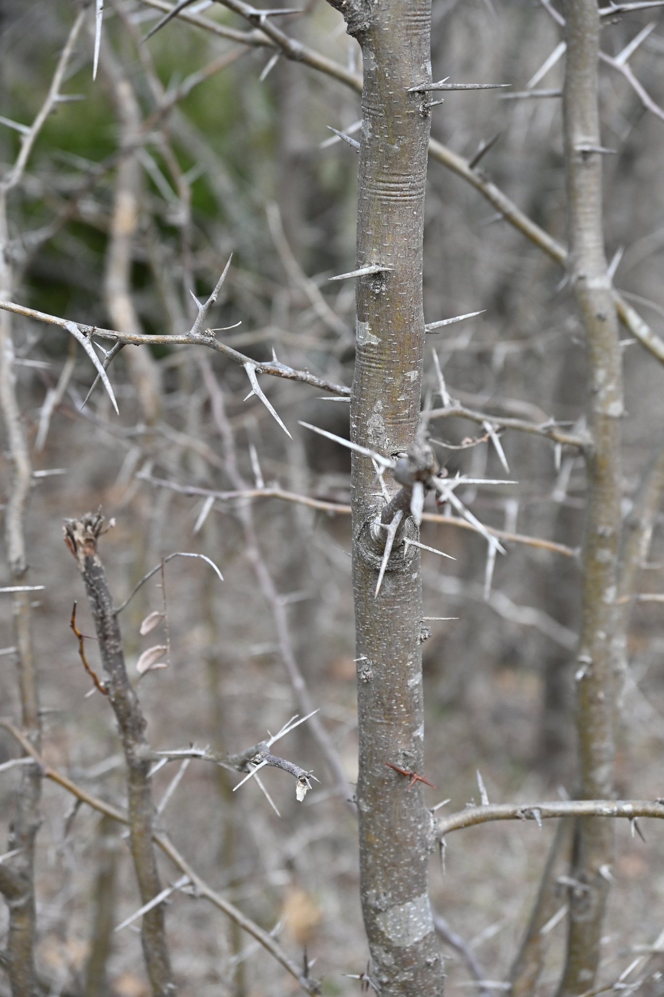 美国皂荚 图片 3
