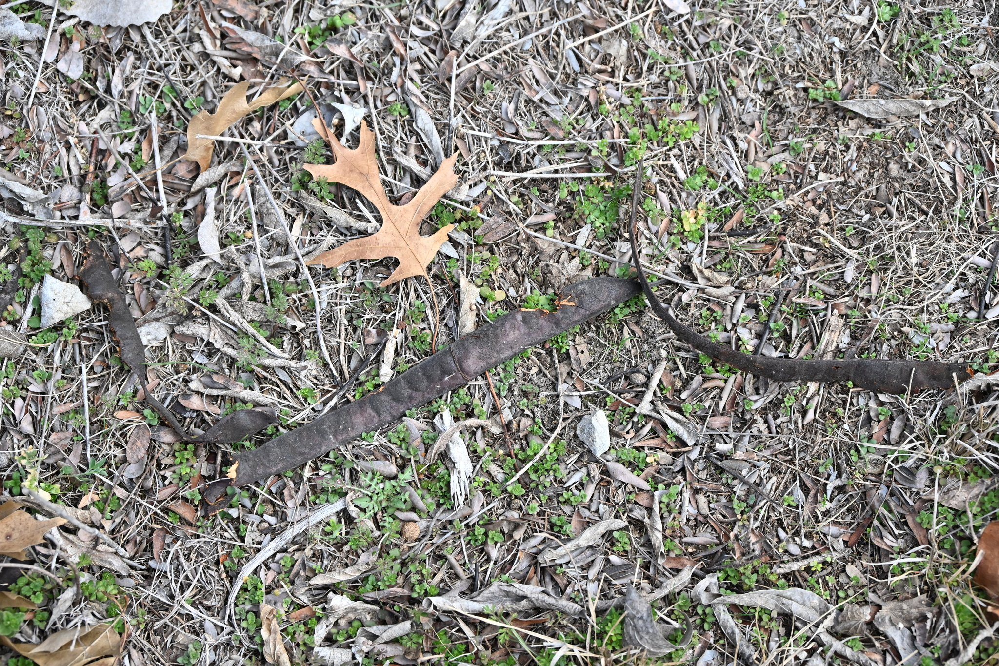 美国皂荚 图片 4