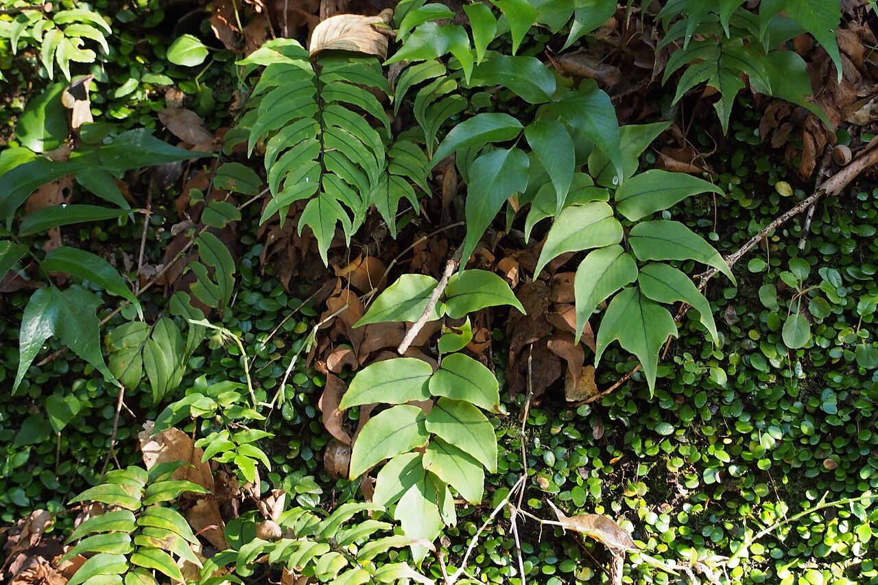 全缘贯众 图片 4