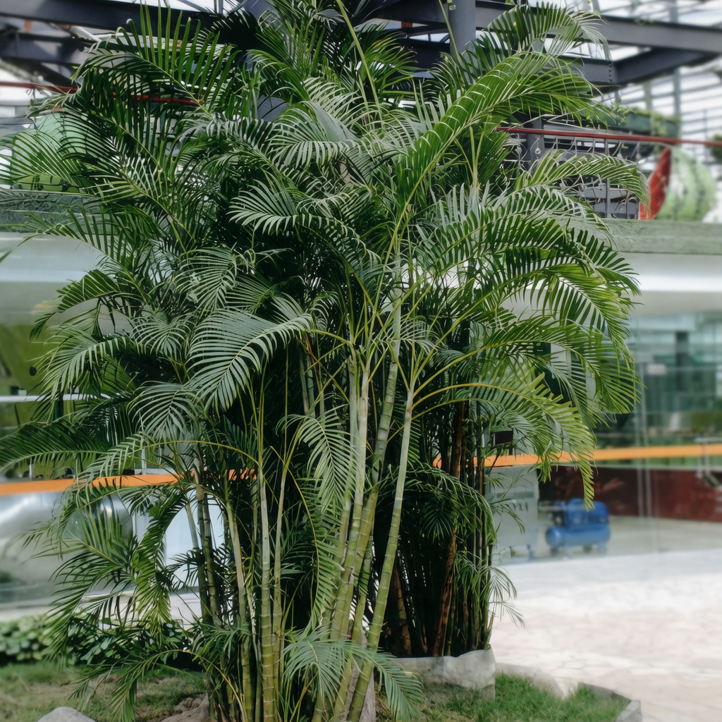 Areca Palm
