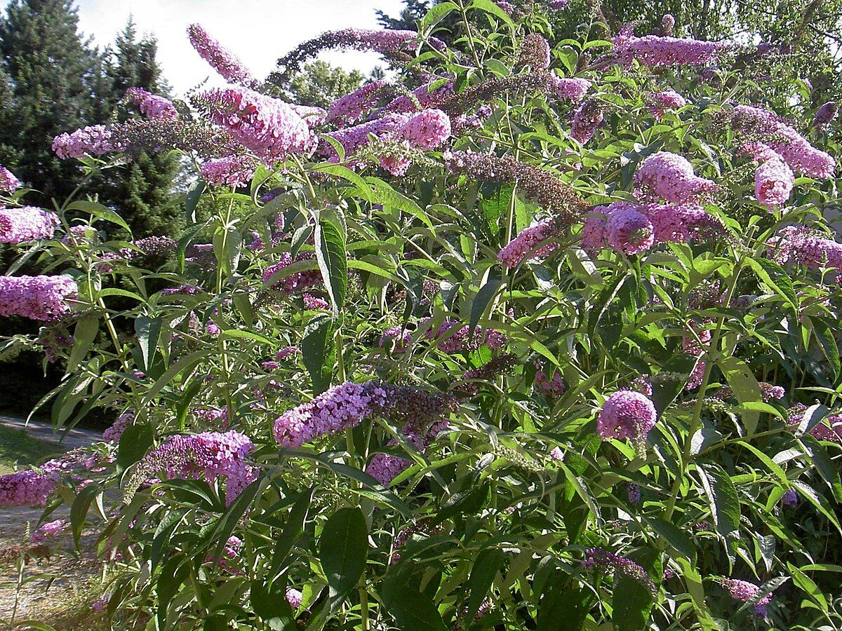 Butterfly Bush hoto 6