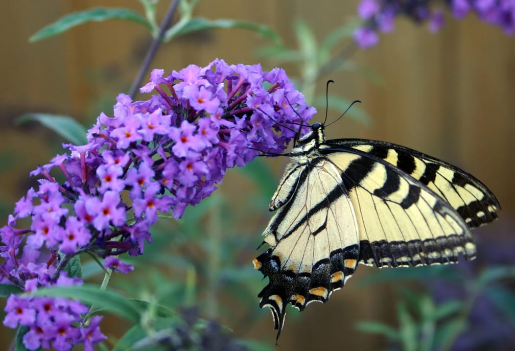 Butterfly Bush hoto 2