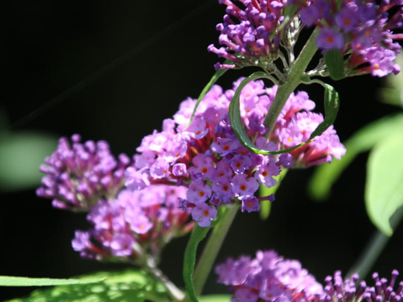 ବଟରଫ୍ଲାଇ ବୁଶ