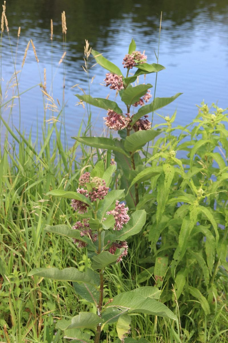 Butterfly Bush hoto 7