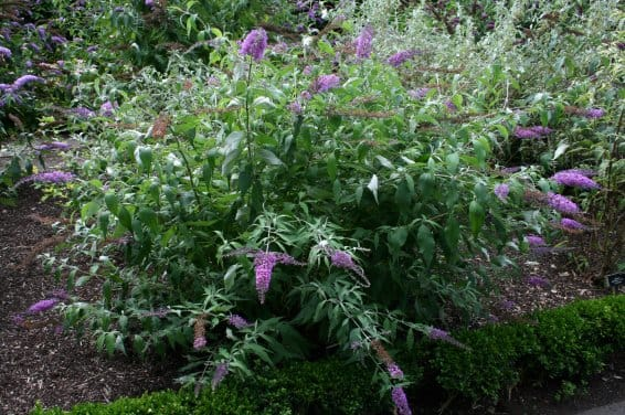 Butterfly Bush hoto 5