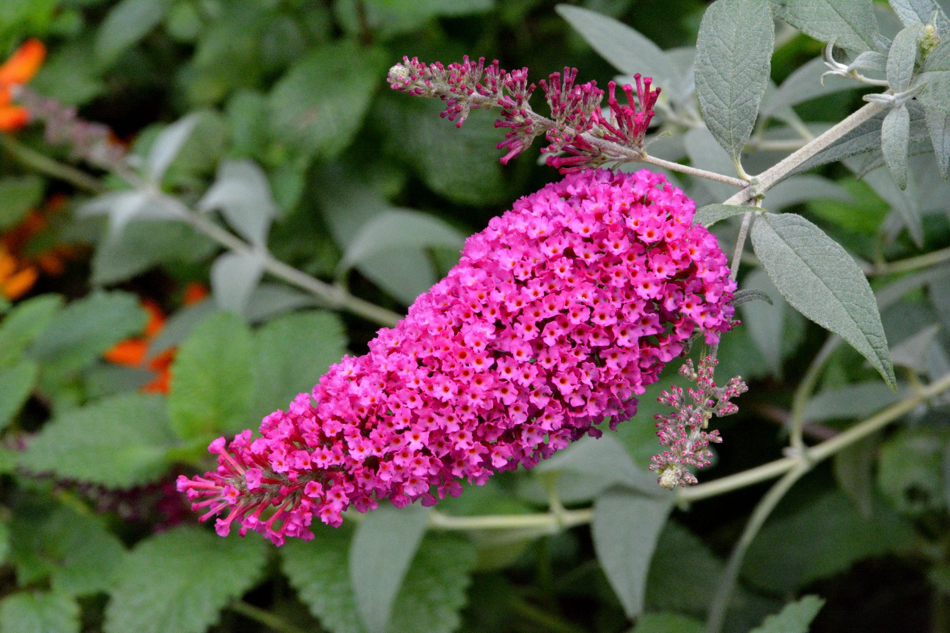 Butterfly Bush hoto 3
