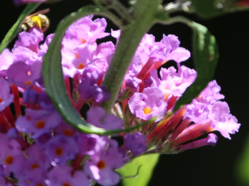 Butterfly Bush hoto 4