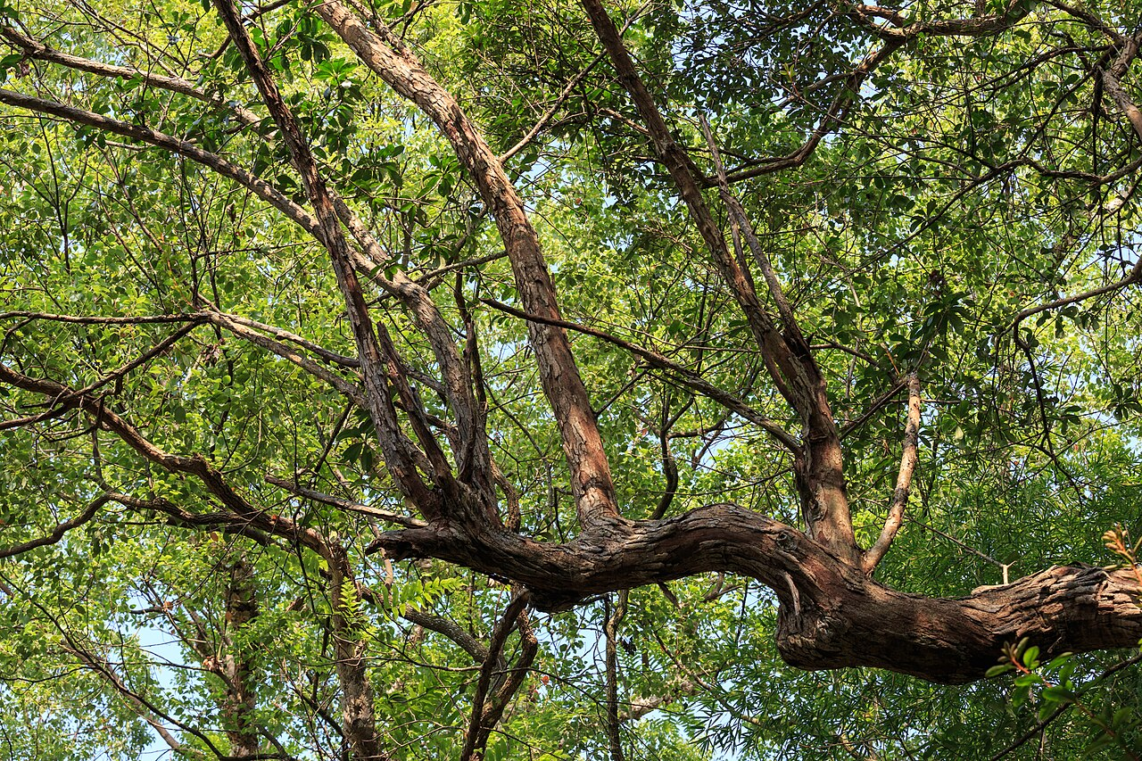 樱木石楠 图片 4