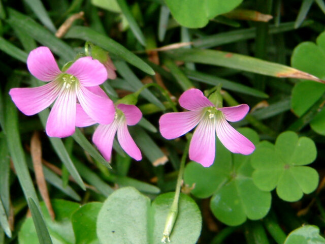 红花酢浆草 图片 6