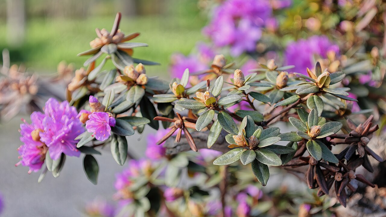 西洋杜鹃 图片 2