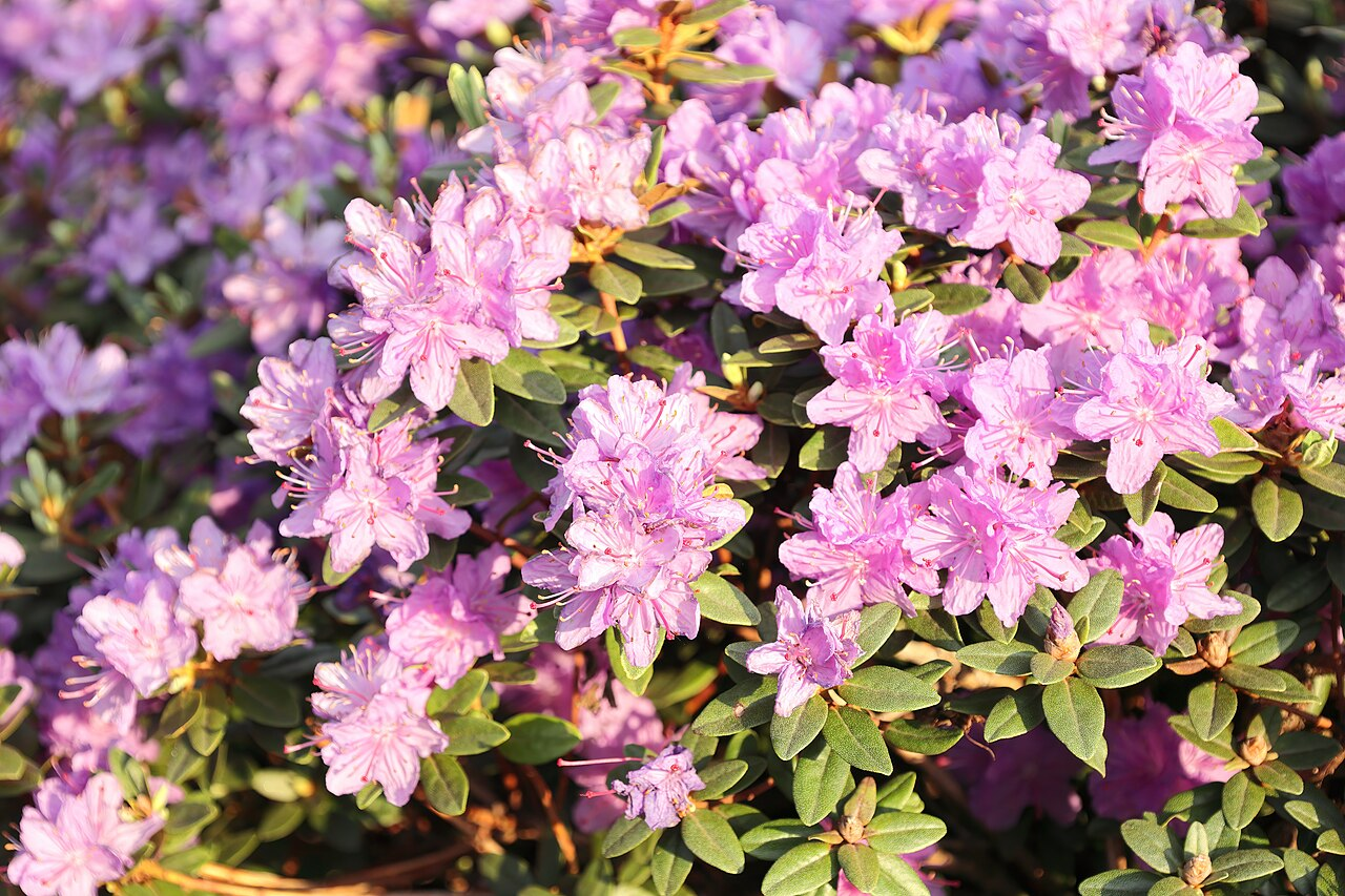 西洋杜鹃 图片 4