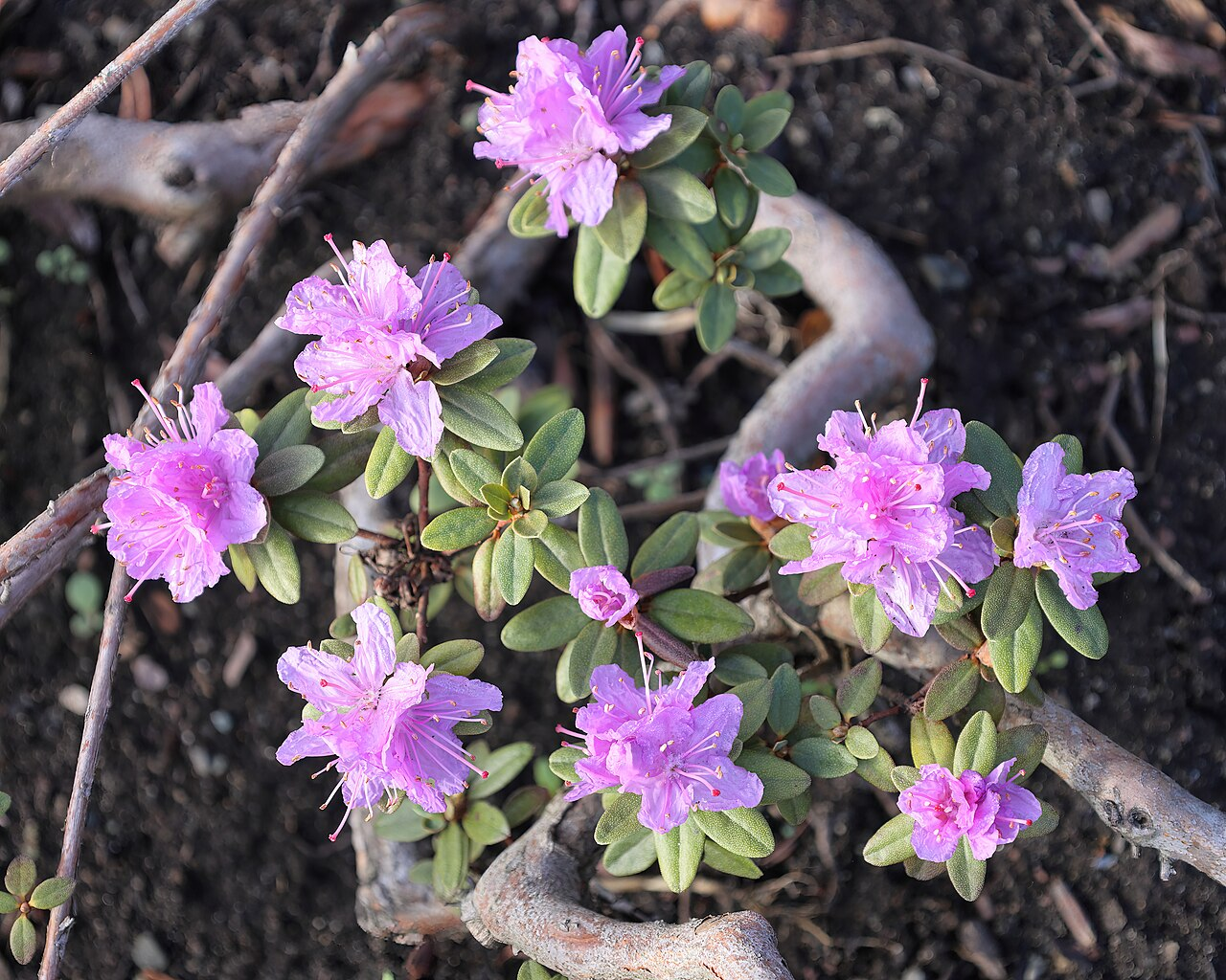 西洋杜鹃 图片 7