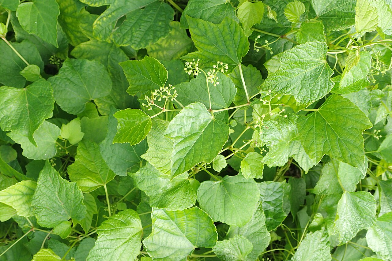 Wild Grape Vine image 5