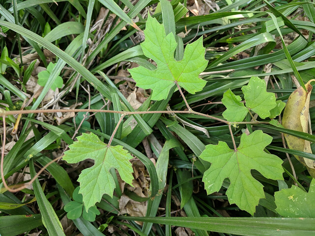 Wild Grape Vine image 6