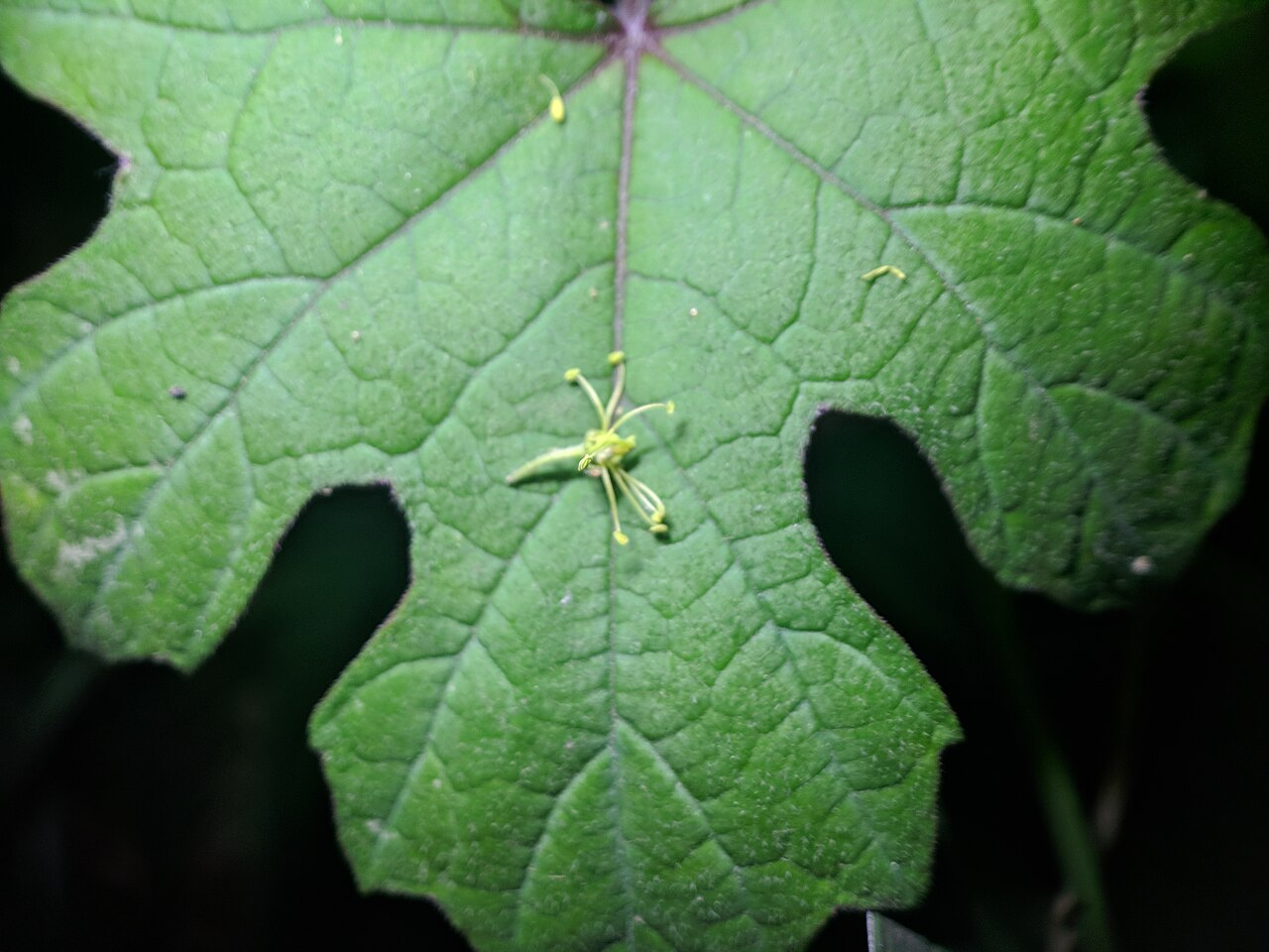 Wild Grape Vine image 7