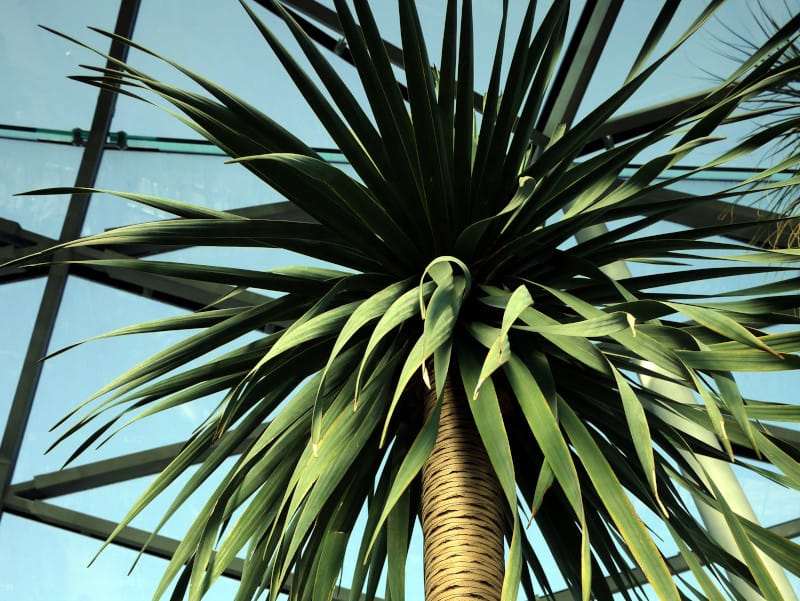 درخت اژدها تصویر 4