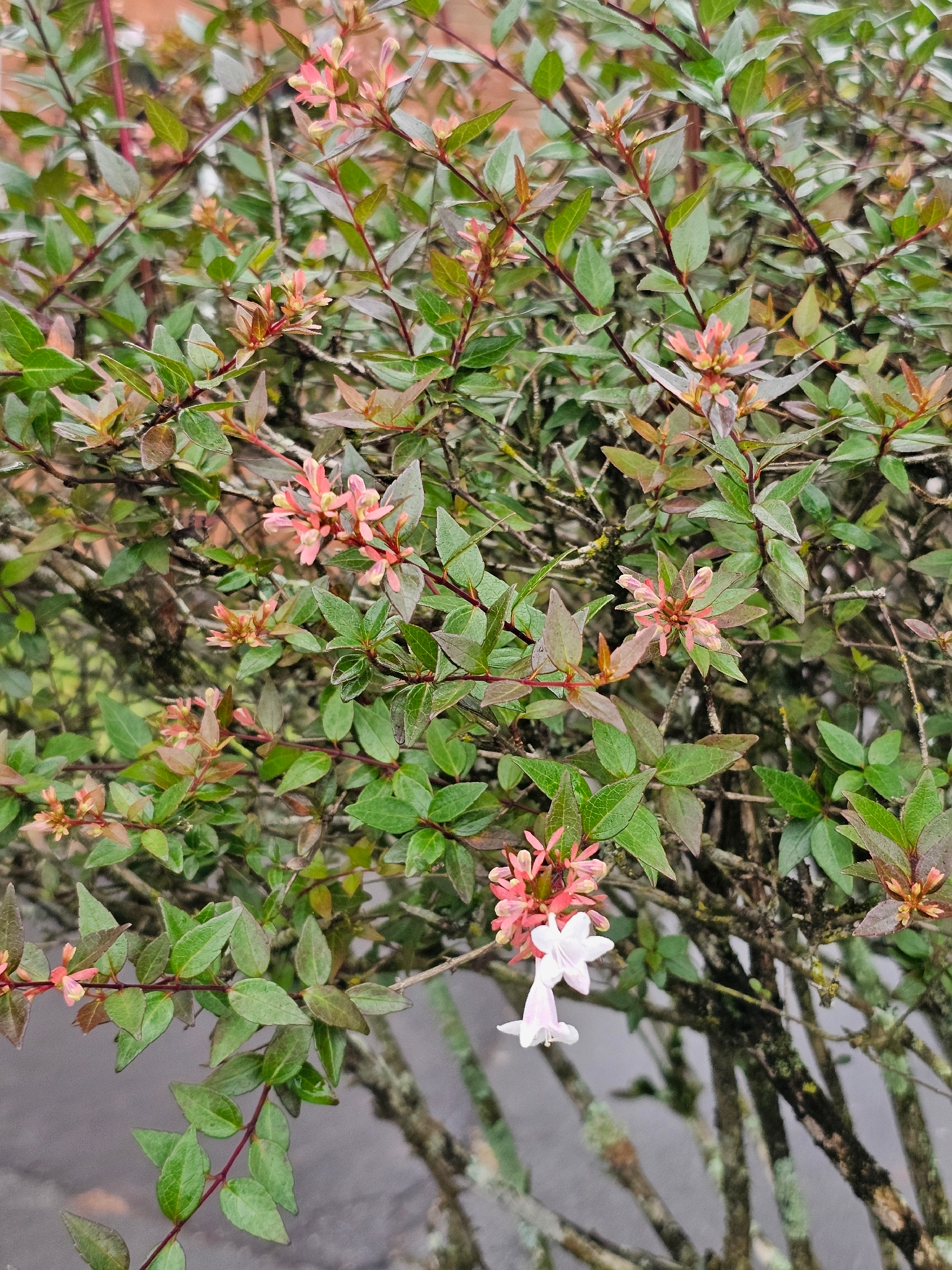 大花六道木 图片 4