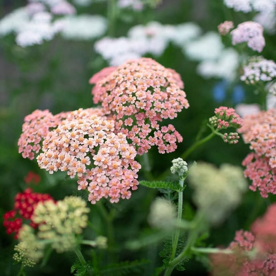 Yarrow