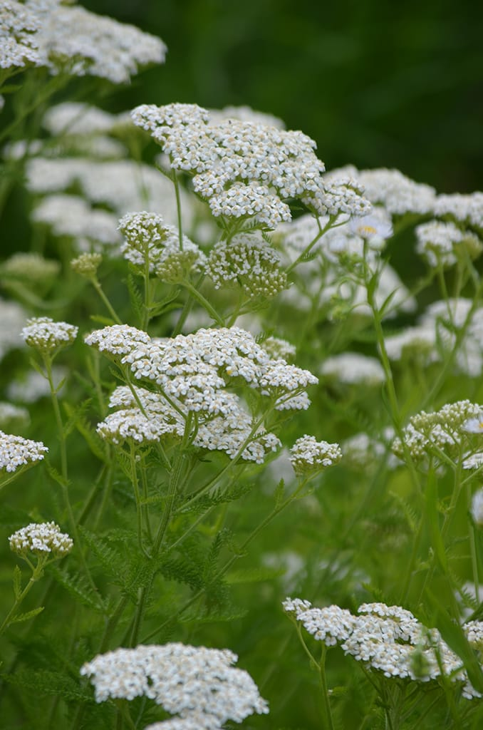 Yarrow imagen 4