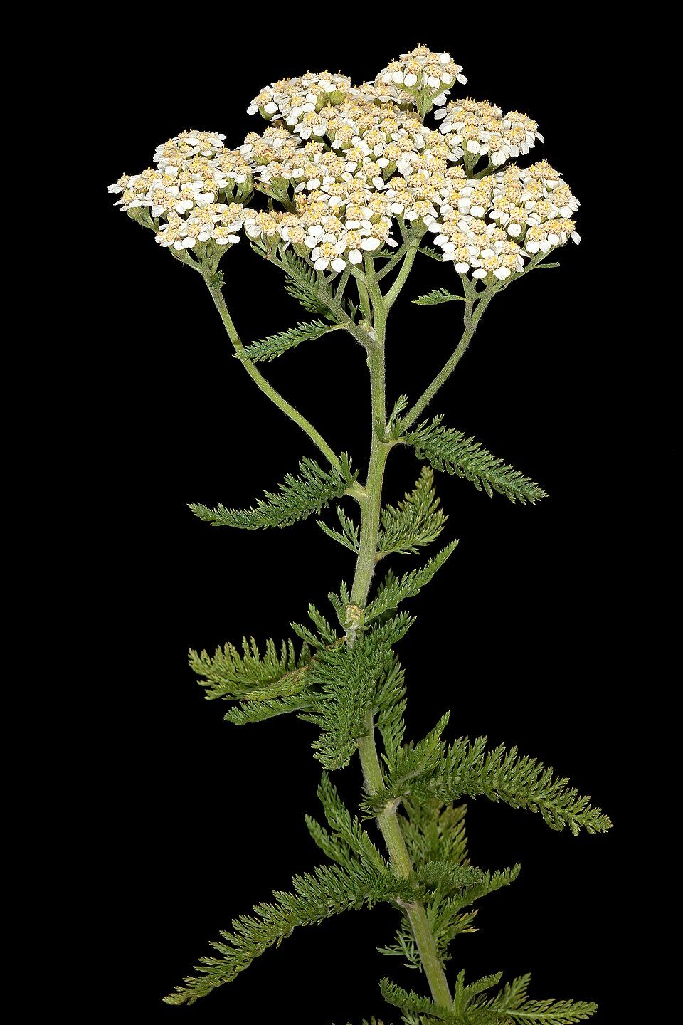 Yarrow imagen 7