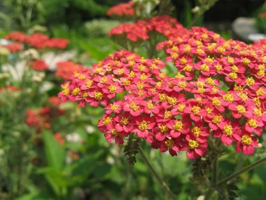 Yarrow imagen 2