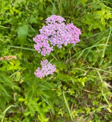 Yarrow imagen 5